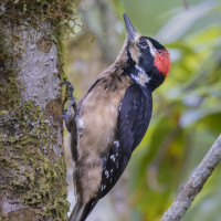 Hairy Woodpecker